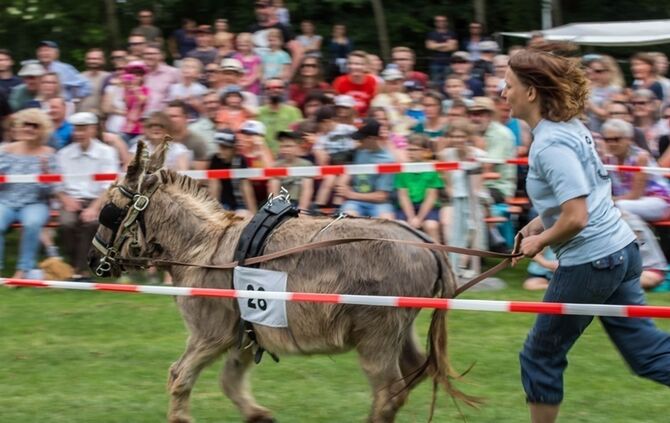 Berglen-Hoesslinswart: Eselrennnen