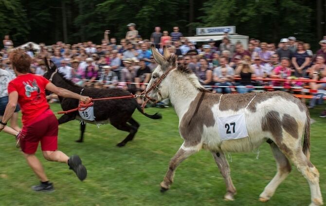 Berglen-Hoesslinswart: Eselrennnen