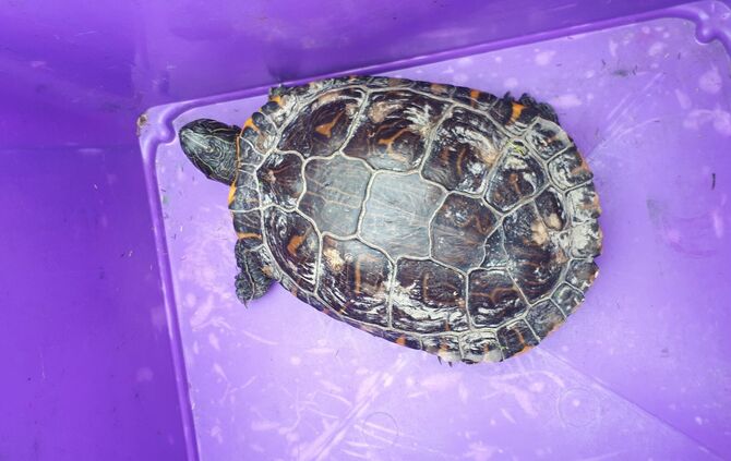 schildkröte_susi_bipolis_0