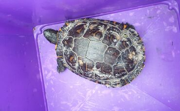 schildkröte_susi_bipolis_0