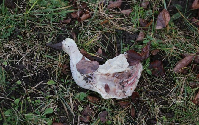 Hähnchenschlegel Urbach_0