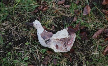 Hähnchenschlegel Urbach_0