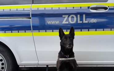 bella polizei stuttgart hund zoll spürhund