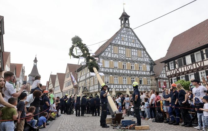 Maibaum 2024