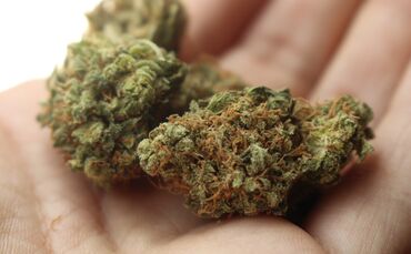 Kopie von Cannabis als Heilmittel