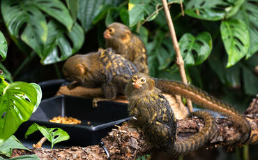 Die drei Zwergseidenaffen erkunden das Amazonienhaus.
