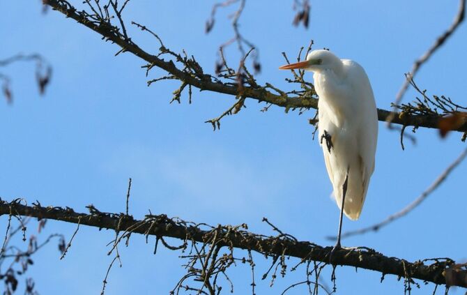 Strahlend weiße Schönheit im Remstal