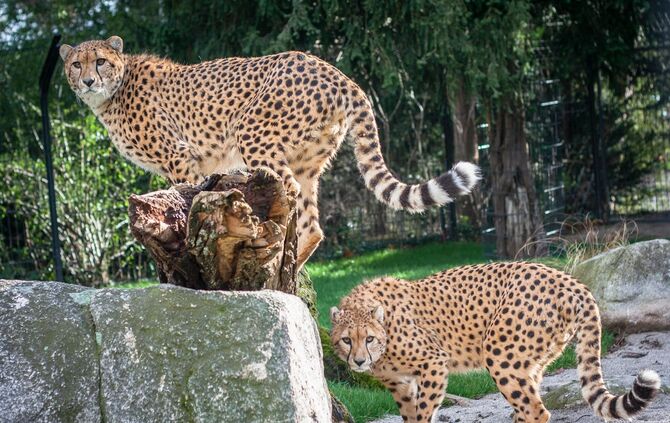 Die Geparden-Brüder Zawadi (links) und Haraka sind anderthalb Jahre alt. Foto: Wilhelma Stuttgart_0