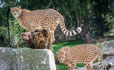Die Geparden-Brüder Zawadi (links) und Haraka sind anderthalb Jahre alt. Foto: Wilhelma Stuttgart_0