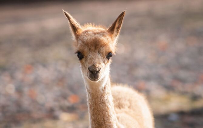 Vikunja Stuttgart Nachwuchs Wilhelma_0