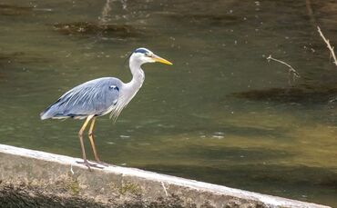 Der Fischereiverein renaturiert die Rems in Waiblingen zw. Stauwehr u. Talstr. mit Totholzbündeln, Waiblingen, 13.05.2024.