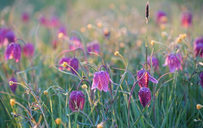 Schachbrettblume_Frank Lauter
