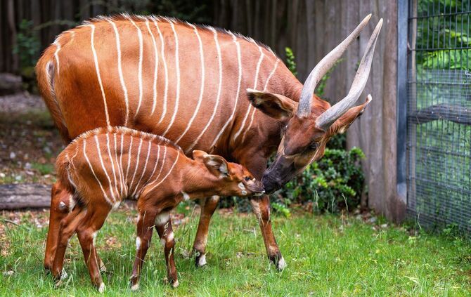 Antilope Wilhelma