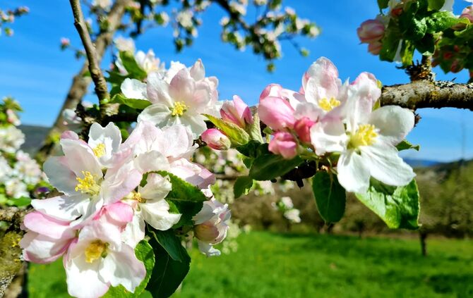 Urbach Naturschutztag Naturpark Schwäbisch-fränkischer Wald Streuobstmobil 9. Juni 2024
