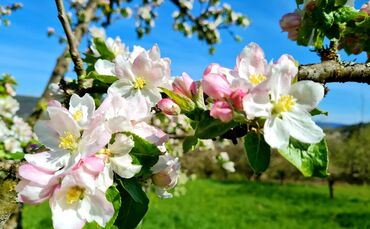 Urbach Naturschutztag Naturpark Schwäbisch-fränkischer Wald Streuobstmobil 9. Juni 2024