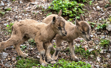 KW22c Nachwuchs Markhore 29.05.2024 Bild 01