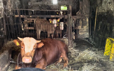 2024-05-23-Rinder-Anbindehaltung-Rems-Murr-Kreis-7600-01-c-PETA-D