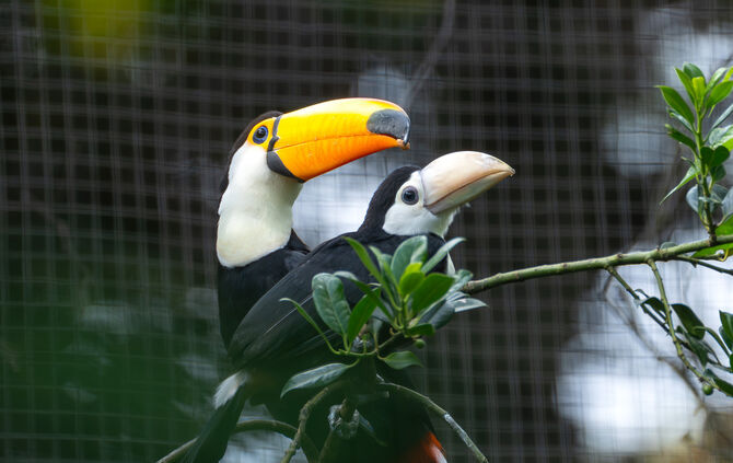 KW24a Nachwuchs Riesentukan 11.06.2024 (Bild 01)