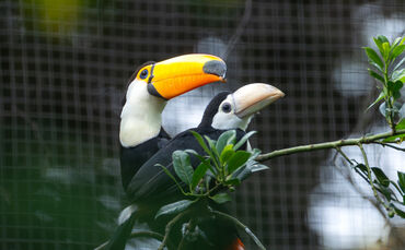 KW24a Nachwuchs Riesentukan 11.06.2024 (Bild 01)