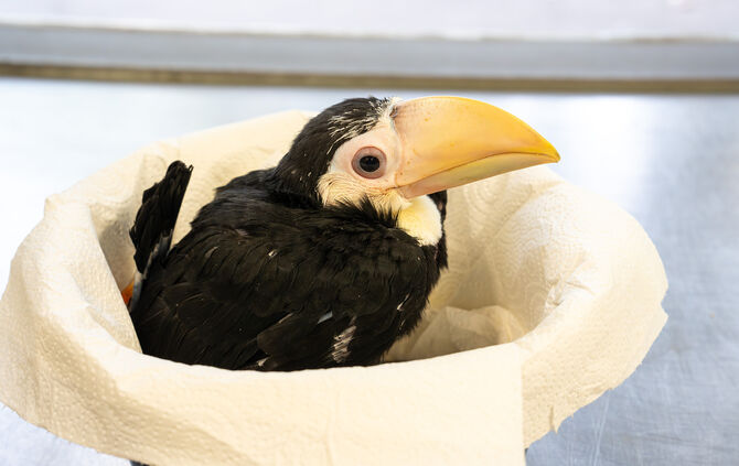 KW24a Nachwuchs Riesentukan 11.06.2024 (Bild 05)