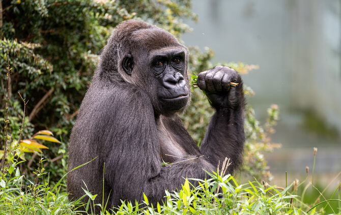 KW24b Gorilla Mutasi 12.06.2024 (Bild 1)