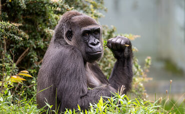 KW24b Gorilla Mutasi 12.06.2024 (Bild 1)