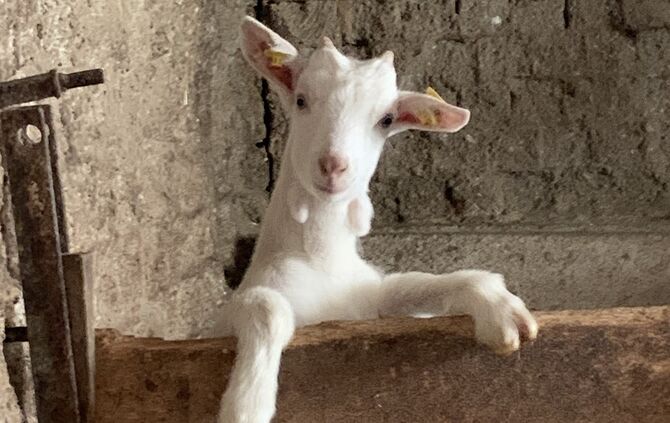 Weiße Deutsche Edelziege