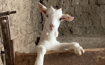 Weiße Deutsche Edelziege