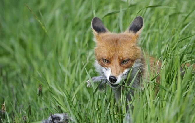 fuchs
