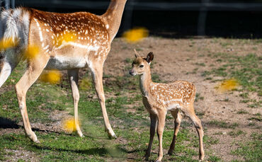 KW27b Nachwuchs Mesopotamischer Damhirsch 04.07.2024 (Bild 2) (1)