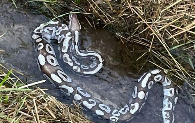 Spaziergänger hatten die Schlange in Weinstadt-Endersbach entdeckt und die Polizei informiert.