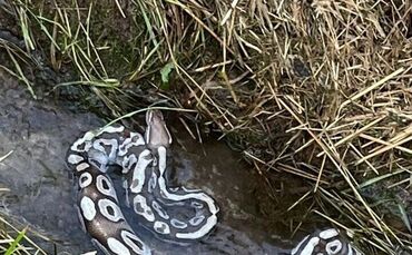 Spaziergänger hatten die Schlange in Weinstadt-Endersbach entdeckt und die Polizei informiert.