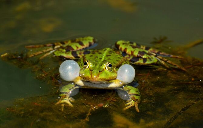 Teichfrosch