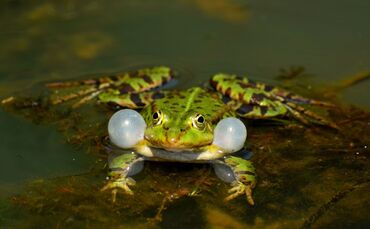 Teichfrosch