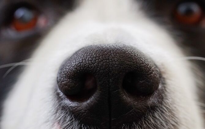 Hund Hunde Detail Schnauze Haustier_0