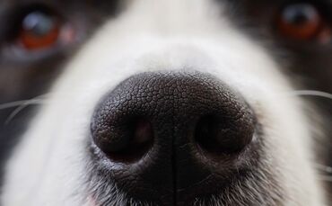 Hund Hunde Detail Schnauze Haustier_0