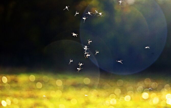 Symbolbild Mückenschwarm Pixabay