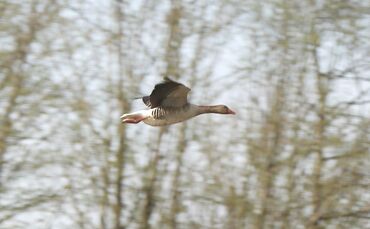 Ich treffe mich mit Jörg Daiss (grüne Jacke) und Erwin Lang (der Ältere) Wolfgang Bogusch (mit ohne Haare) vom NABU. Zusammen ge