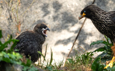 KW29b Karakara-Nachwuchs 17.07.2024 (Bild 02)