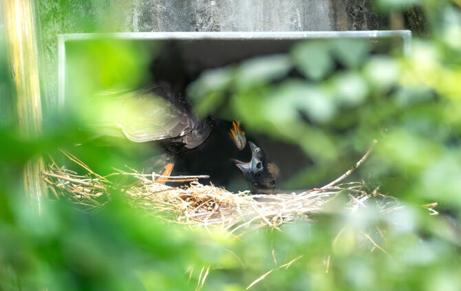 KW29b Karakara-Nachwuchs 17.07.2024 (Bild 05)