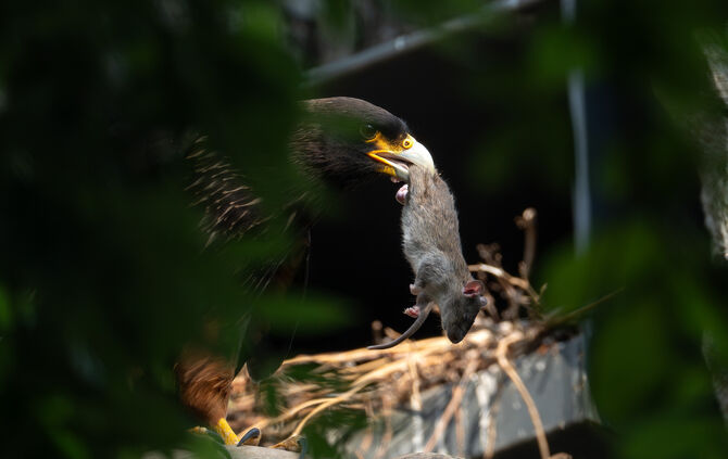 KW29b Karakara-Nachwuchs 17.07.2024 (Bild 03)
