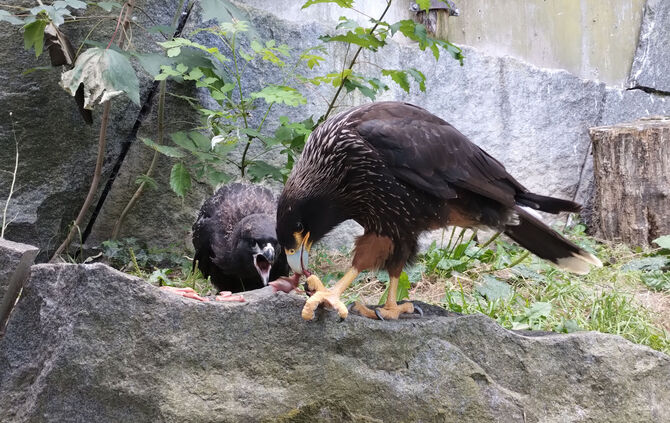 KW29b Karakara-Nachwuchs 17.07.2024 (Bild 01)