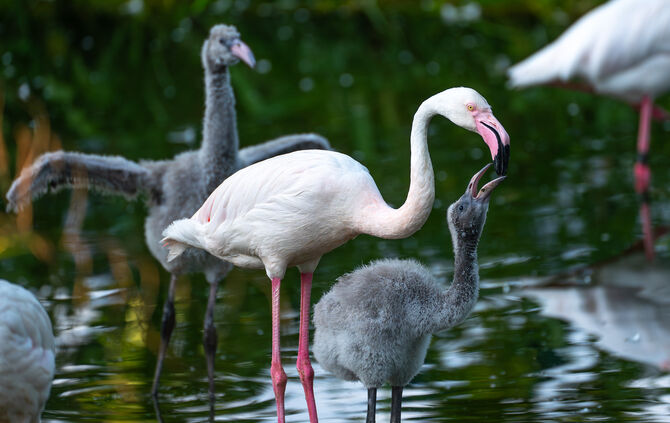 KW30a Flamingo-Nachwuchs 22.07.2024 Bild (2)