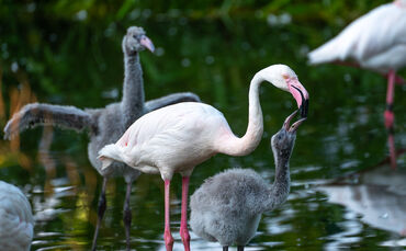 KW30a Flamingo-Nachwuchs 22.07.2024 Bild (2)