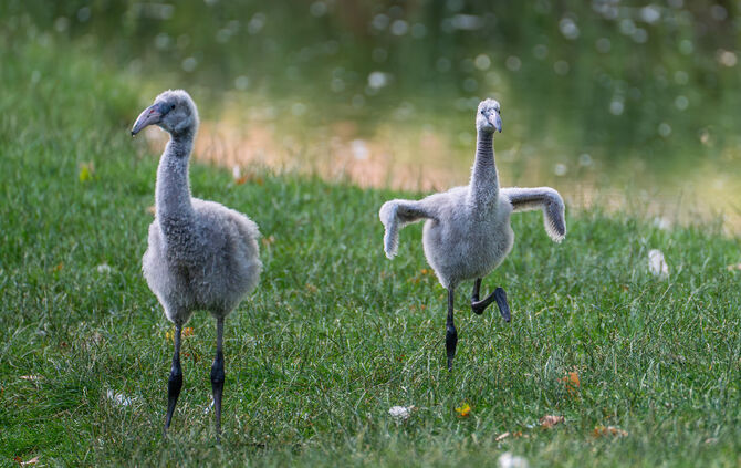 KW30a Flamingo-Nachwuchs 22.07.2024 Bild (4)