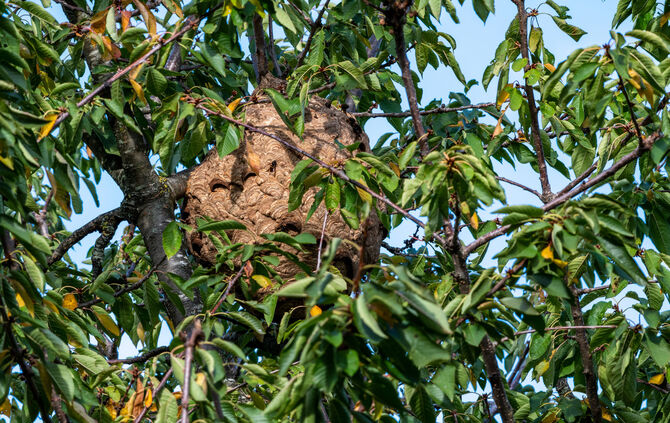 Nest of Asian hornet,  yellow-legged hornet (Vespa velutina), invasive species in a cherry tree