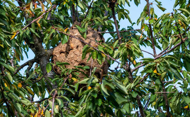 Nest of Asian hornet,  yellow-legged hornet (Vespa velutina), invasive species in a cherry tree