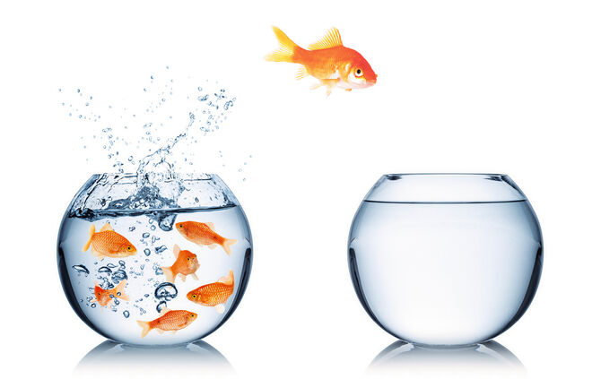 Das Sprungbrett für Ihre Karriere