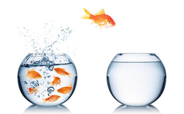 Das Sprungbrett für Ihre Karriere