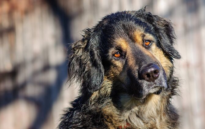 Hund. Hier im Bild ein Hovawart-Mischling. Balou. Bester Freund des Menschen